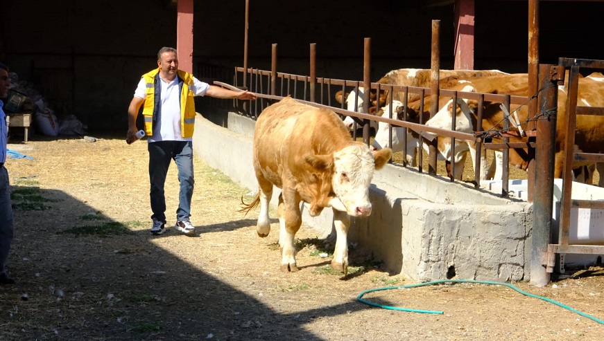 Damızlık Boğa desteği