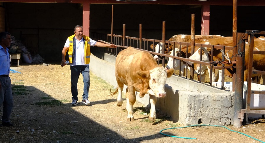 Damızlık Boğa desteği