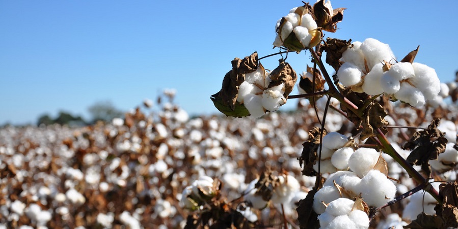 Ticaret borsası pamuk fiyatlarını güncelledi