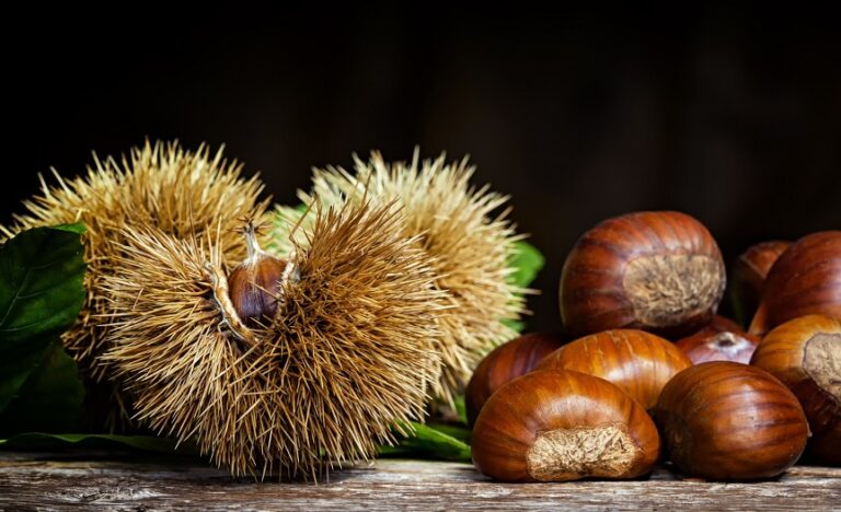 Bursa kestanesi tescillendi