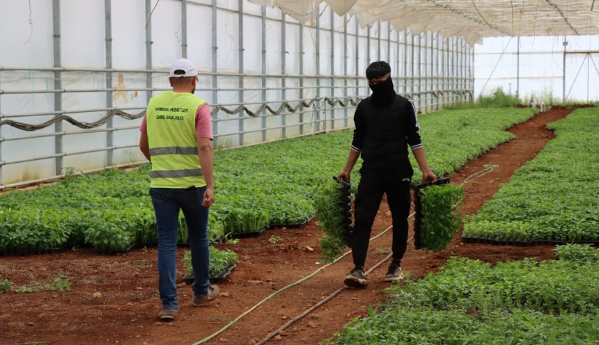 Şanlıurfa Büyükşehir’den ” Fide Bizden, Üretim sizden” projesi