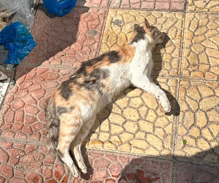 Esnaf Tarafından Beslenen Kedi Zehirlenerek öldürüldü iddiası: Yavruları Yetim Kaldı