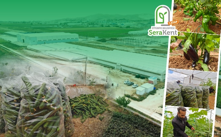 Eyyübiye sera kent’te yeni sezon hasat başladı