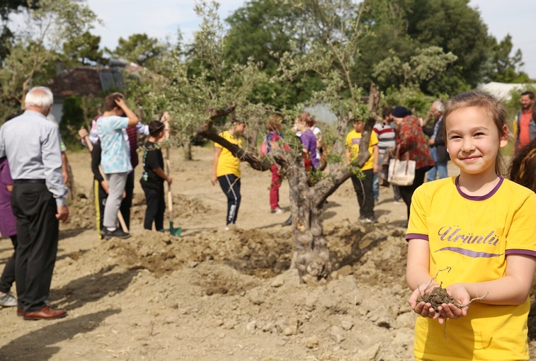 Zeytin ağaçları yeni yerine taşındı