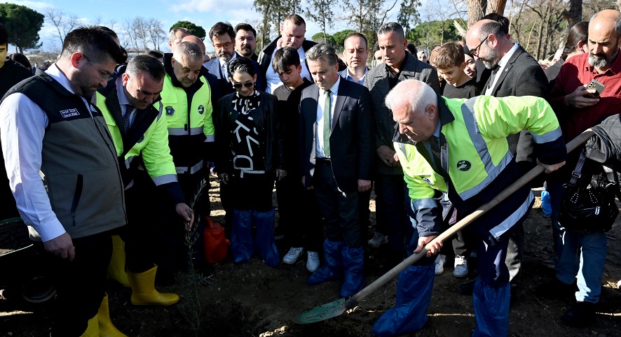 Zeytin Fidanları Toprakla Buluştu
