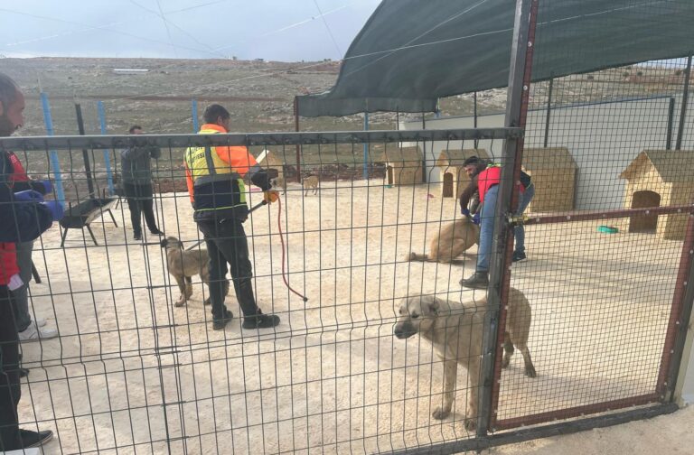 Şanlıurfa’da Sahipsiz Hayvanlar İçin Önemli Adımlar Atılıyor