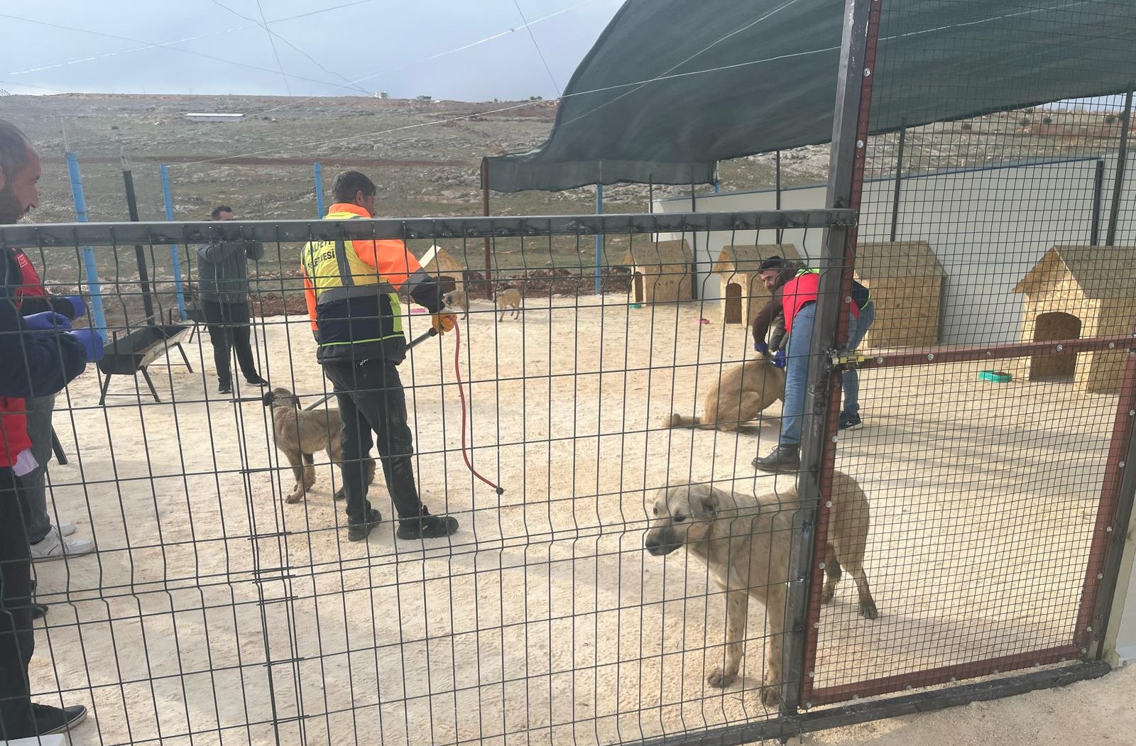 Şanlıurfa’da Sahipsiz Hayvanlar İçin Önemli Adımlar Atılıyor