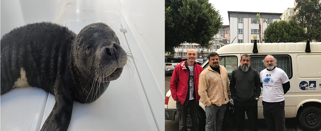 Yavru Akdeniz Fok’u Hayata tutundu!