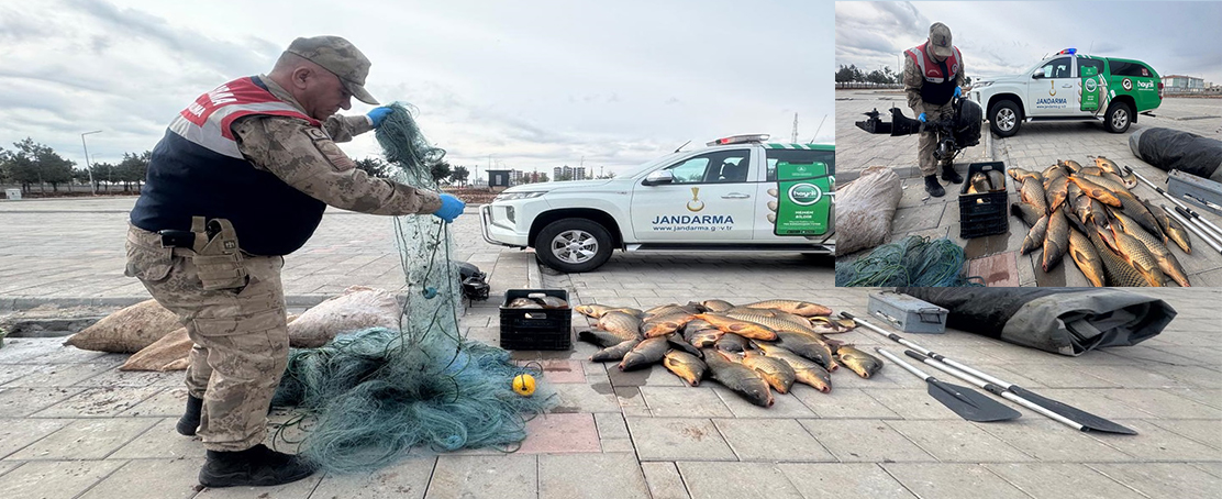 Fırat Nehri’nde Kaçak Avcılığa Jandarma Engeli!