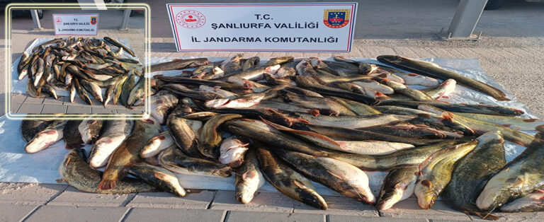 Şanlıurfa’da Kaçak Balık Avcılığına Geçit Yok!