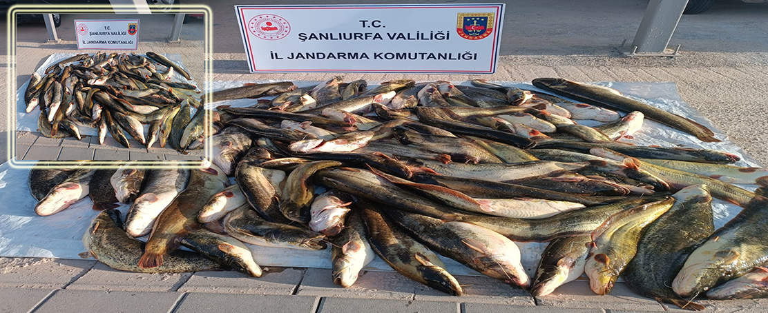 Şanlıurfa’da Kaçak Balık Avcılığına Geçit Yok!