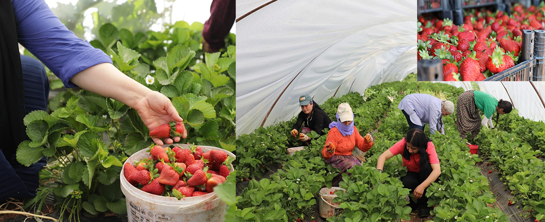 Viranşehir’de Kadınların Emeğiyle Bir İlk Gerçekleşti: Çilek Hasadı Başladı!