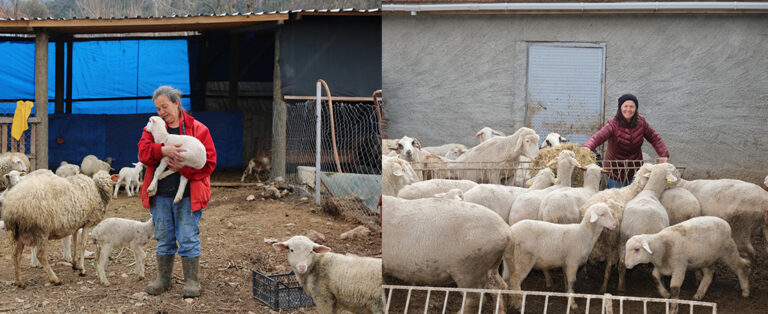 Büyükşehirden, Hayvancılığa Büyük Destek!