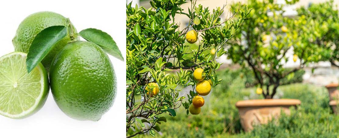 Limon İhracatı Durduruldu!