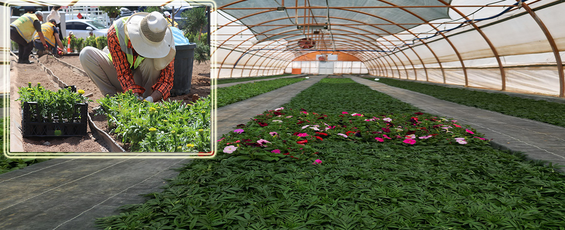 Büyükşehir Belediyesi, Yıllık 500 Bin Çiçekle Şehri Güzelleştiriyor!