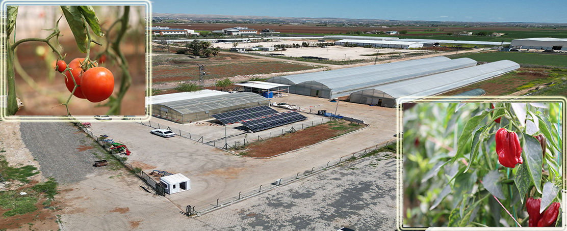 ŞATEM ile Şanlıurfa’da Akıllı Tarım: Yerli Üretim, Eğitim ve Ekonomik Fayda!