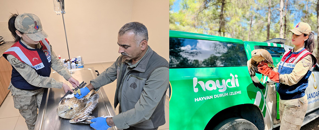 Yaralı Halde Bulundu! HAYDİ Ekiplerince Kurtarıldı!