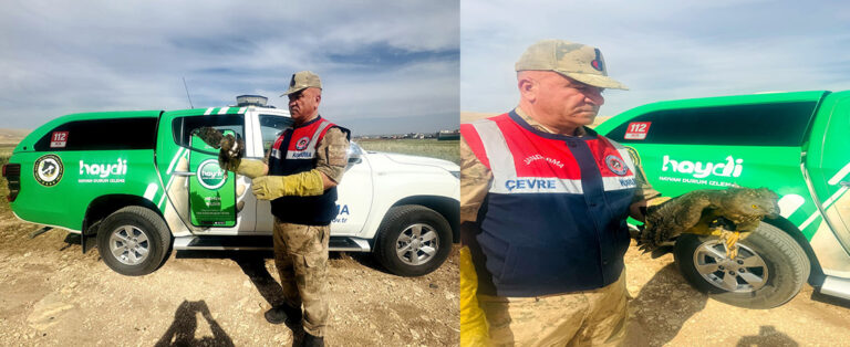 Yaralı Halde Bulundu! HAYDİ Ekiplerince Kurtarıldı!