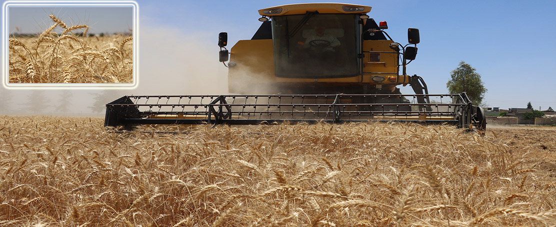 Büyükşehir’den 270 Dönüm Buğday Hasadı!
