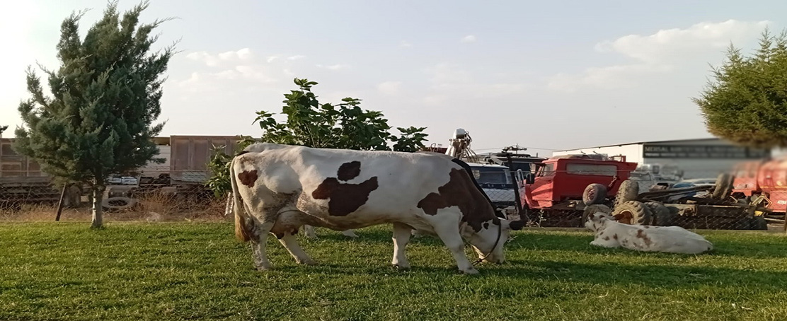 Şehrin Merkezinde Çiftlik Manzaraları!