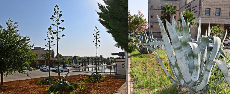 Harran Üniversitesi’nde 5 Metrelik Agave Çiçek Açtı!