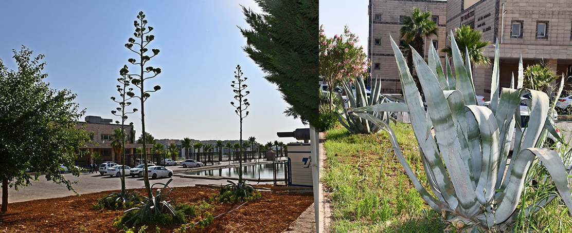 Harran Üniversitesi’nde 5 Metrelik Agave Çiçek Açtı!