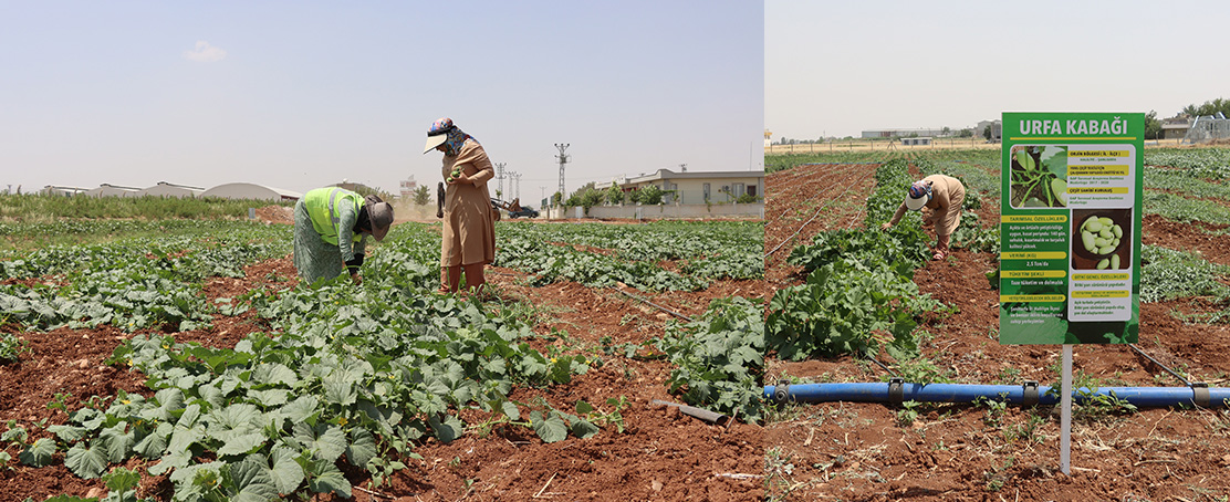 Ata Tohumları Hasadı Başladı: Urfa Kabağı Ve Şelengo Sofralarda!