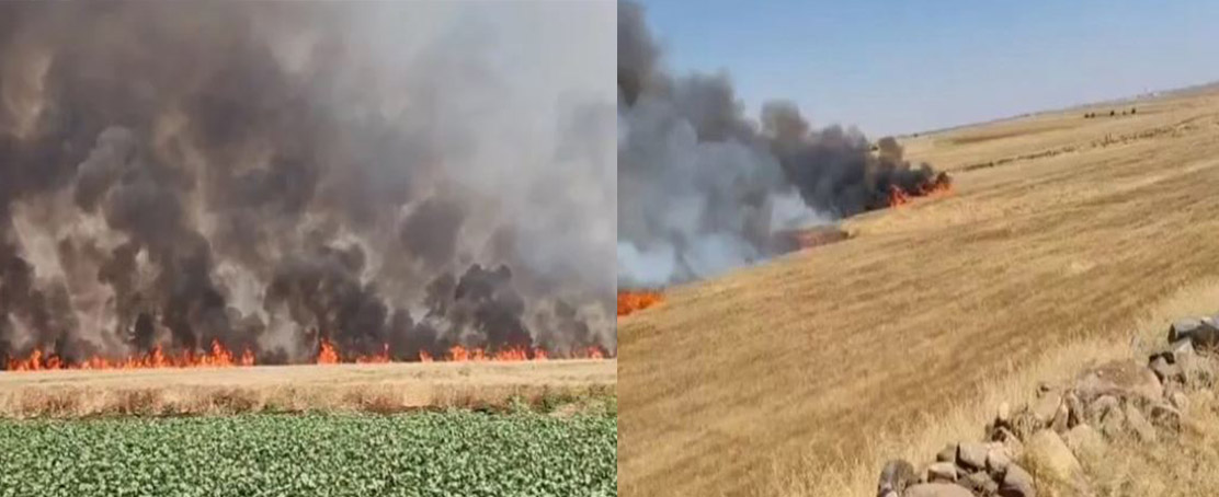 Buğday Tarlasında Yangın: Bin Dönüm Küle Döndü!