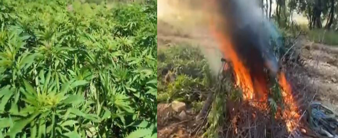 Diyarbakır’da Zehir Tacirlerine Dev Operasyon: 12 Milyon Kök Kenevir Ele Geçirildi!