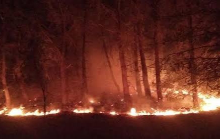 Seyitgazi’de Orman Yangını Faciası: Çok Sayıda Can Kaybı Var!