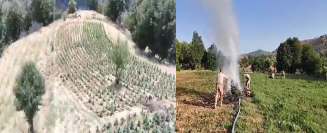 Diyarbakır’da Dev Uyuşturucu Operasyonu: 4,5 Milyon Kök Kenevir Ele Geçirildi!