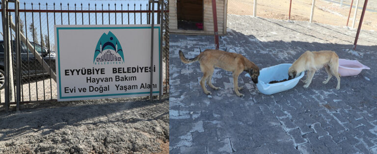 Hayvan Bakımevi Hizmete Giriyor!