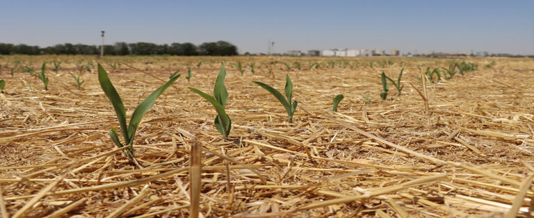Çiftçiye Örnek: Anıza Doğrudan Ekimle Maliyet Düşüyor!