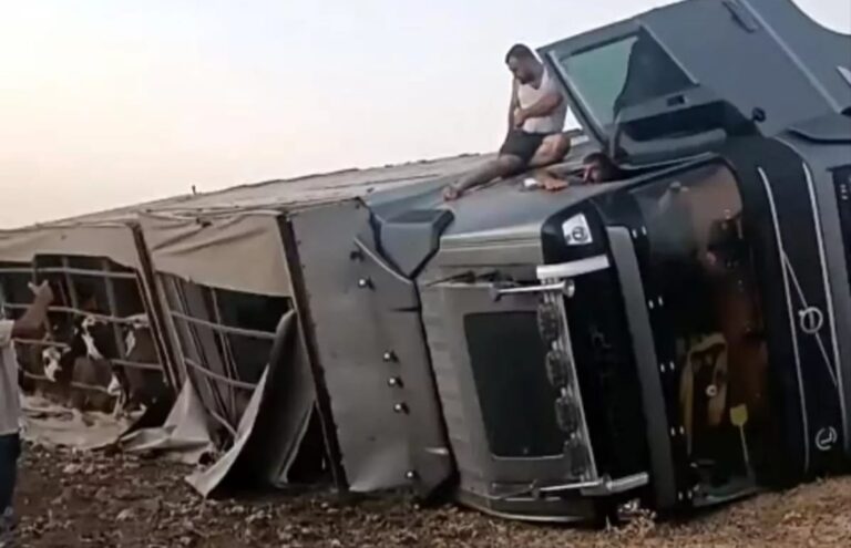 Hayvan Yüklü Tır Devrildi!