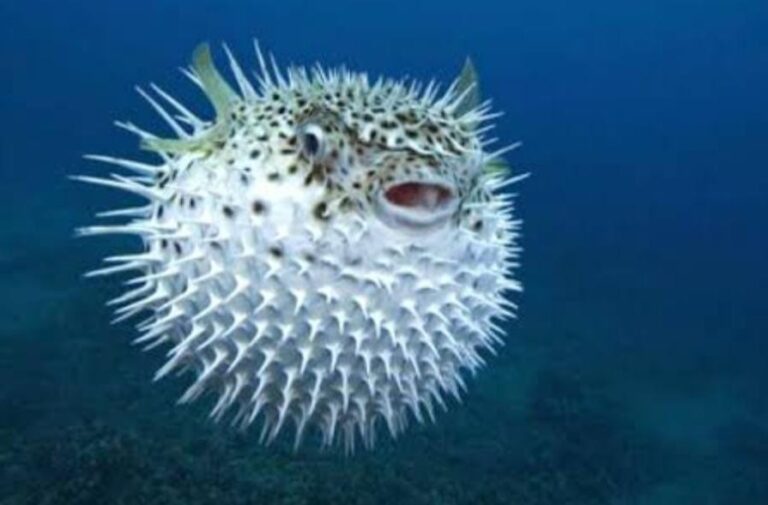 Destekleme Ücreti Arttırıldı!