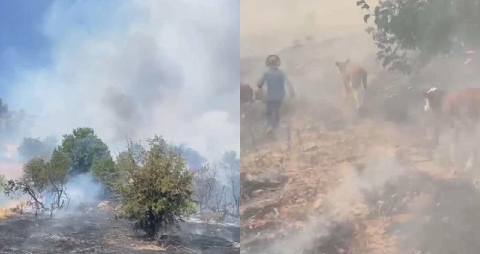 Malatya’da Orman Yangını!