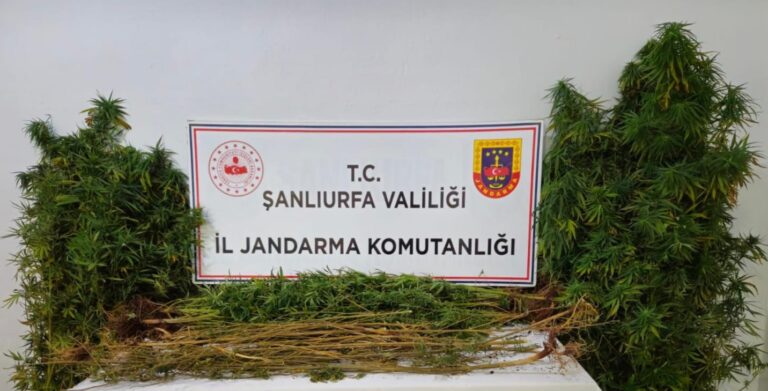 Zehir Tacirlerine Dev Operasyon!