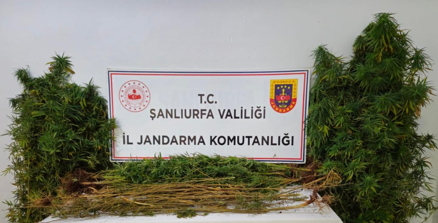 Zehir Tacirlerine Dev Operasyon!