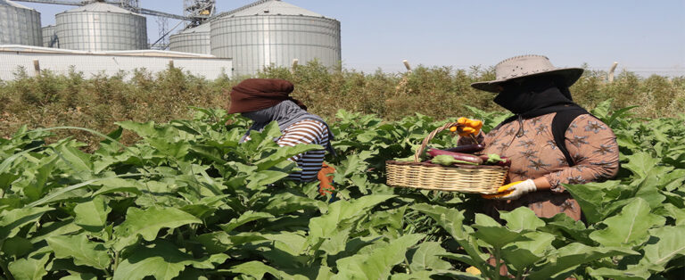 Ata Tohumlarıyla Yerel Üretim Güçlendiriliyor!