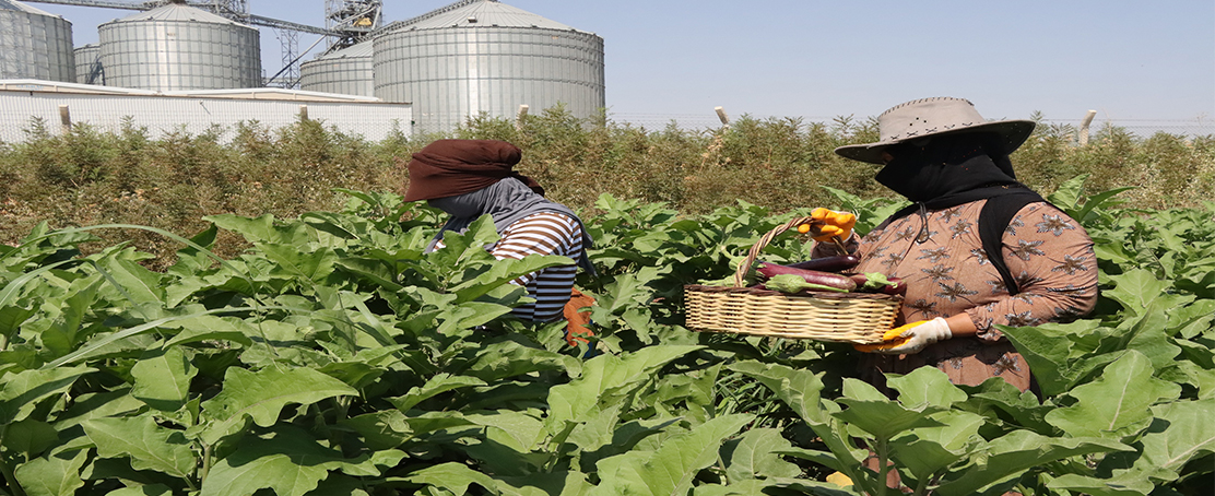 Ata Tohumlarıyla Yerel Üretim Güçlendiriliyor!