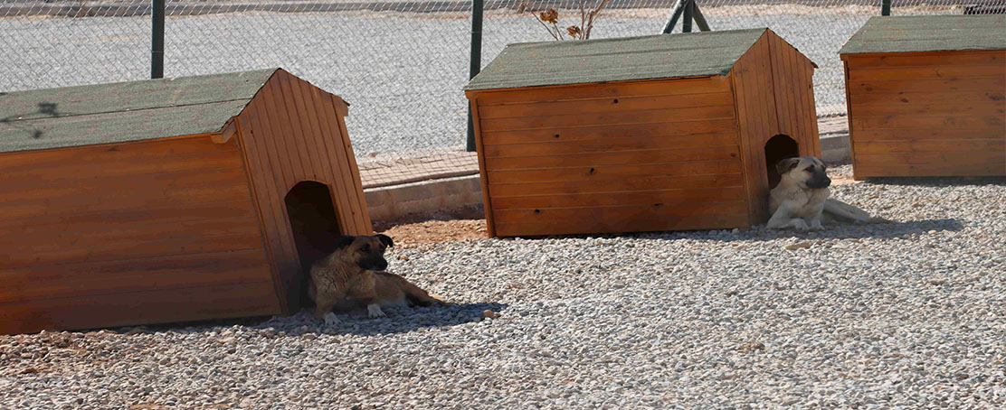 Sokak Hayvanları İçin Bakım Evi Ve Doğal Yaşam Alanı Oluşturuldu!