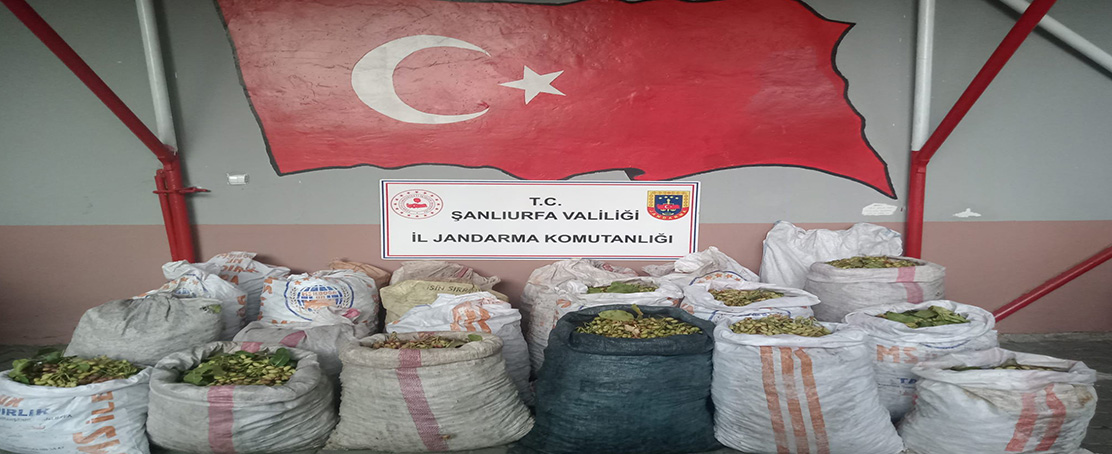 TİGEM Arazisindeki Fıstık Hırsızlığına, Jandarma Operasyonu!