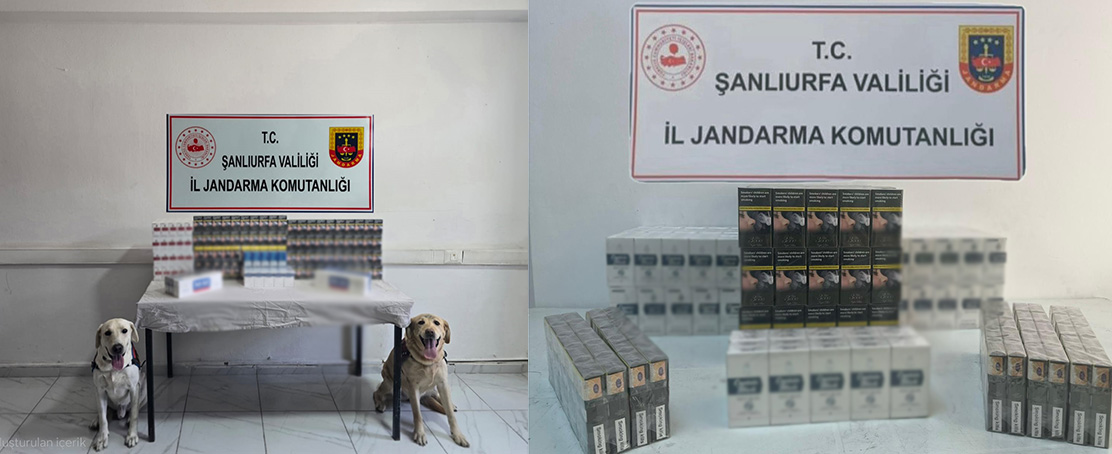 Sigara Kaçakçılığına Geçit Yok; Binlerce Kaçak Sigara Paketi Ele Geçirildi!