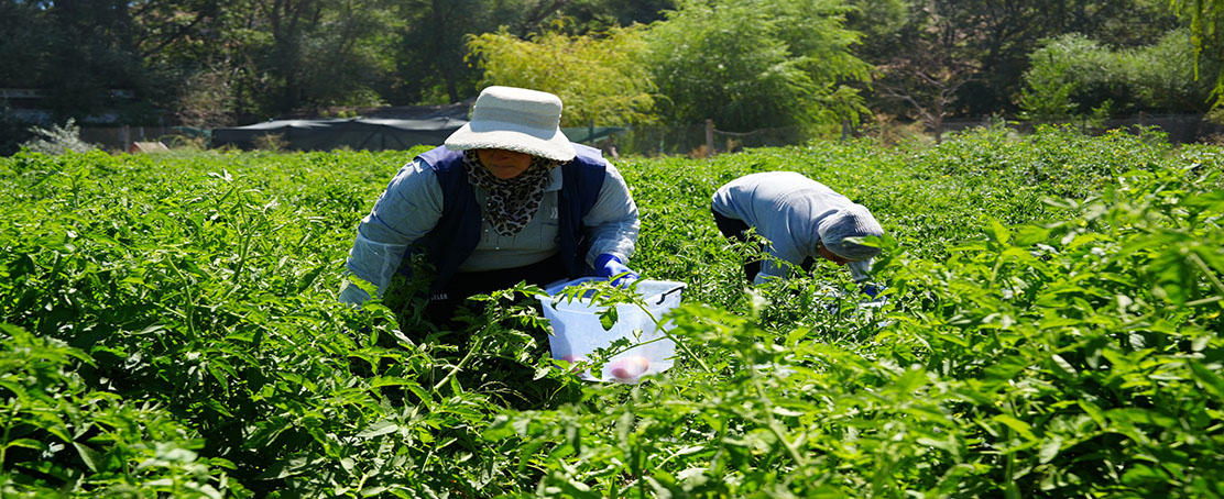 Yerel Tohumlar Lezzete Dönüşüyor!