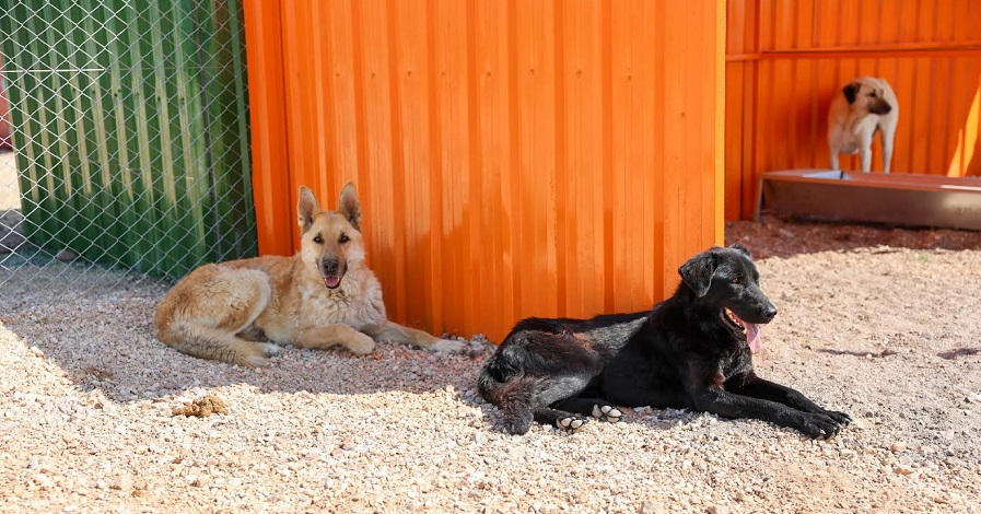 Büyükşehir’den Can Dostlar İçin Anlamlı Çağrı