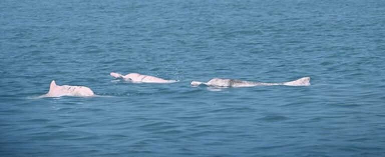 Yapay Zeka Çözümü Çin Beyaz Yunuslarının Korunmasında Erken Başarı Gösterdi