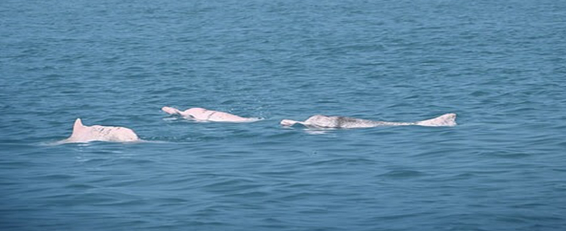 Yapay Zeka Çözümü Çin Beyaz Yunuslarının Korunmasında Erken Başarı Gösterdi