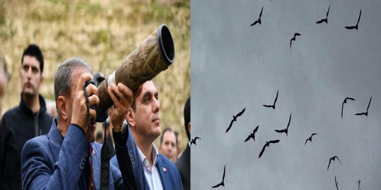 Kelaynaklar doğaya salındı