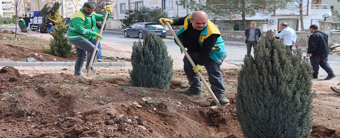 Parklarda Ağaçlandırma Çalışması!