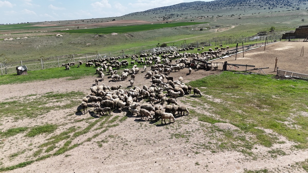 Hayvancılıkta Büyük Başarı!
